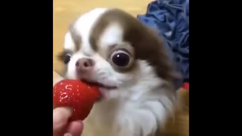 Funny Dog eating Strawberry best of the year