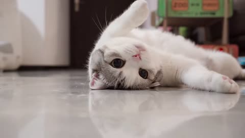 Funny and cute cat🐈