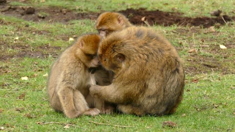 see how monkeys take care of each other