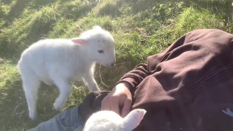 Baby lamb wants to play