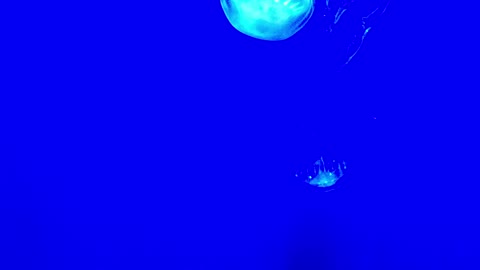 Jelly Fish Blue Background
