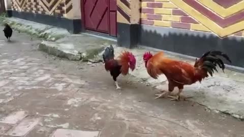 Two Cocks fight for their lives.