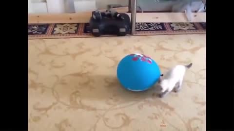 Cat Reaction to playing Balloon funny cat Balloon Reaction Compilation 2021