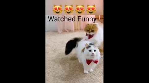 Watched Funny cat 2020