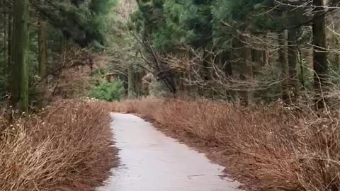 Mysterious forest path. A foggy forest road. Dreamlike. A drizzling forest road.