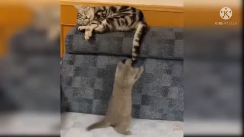cute cat are playing with other cat in home