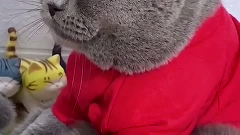 Cute cat gets a very special massage