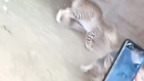Cat Child Fight