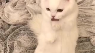 White cat sitting up licks paws