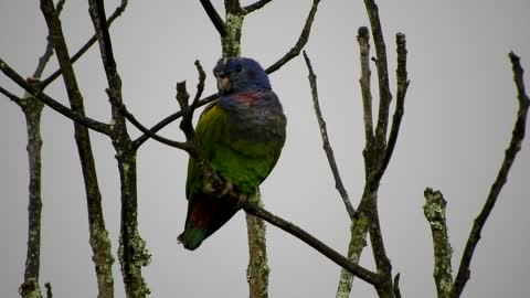 Beatiful Rare Parrot standing On tree
