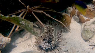 Sea Critters Make Meal of Dead Sea Urchin