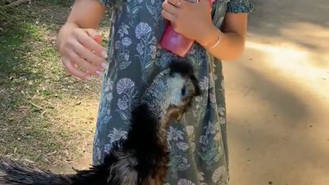 Cute Emu Approaches Girl For Hugs