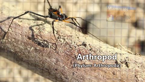 Arthropods | Animal Fact Files