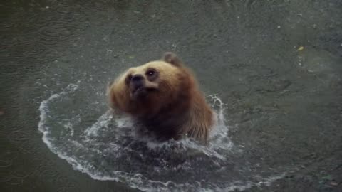 Bear swimming the river