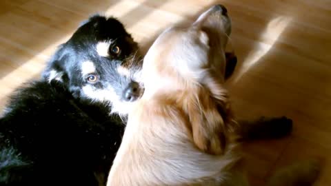 Playing Dogs on the Floor