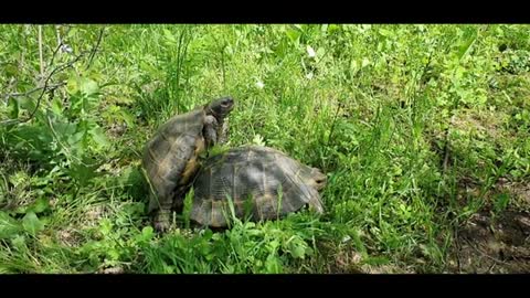 Mating Turtles in the wild - animals lovers