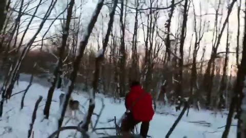 Aggressive Siberian Husky - World`s Top 3rd Aggressive Dog #Shorts