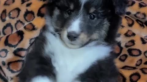 A puppy who acts cute when he touches his belly.