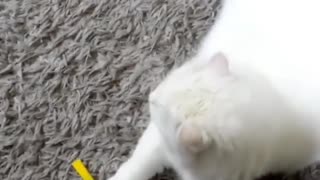 Group of dogs watch Cat Playing with her Toy in a funny way