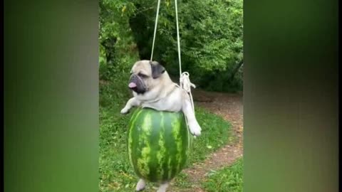 Cute dog hanging with a swing by smarty pets