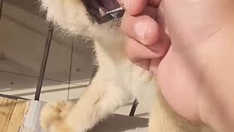 Angry lion wants to bite on human hands .