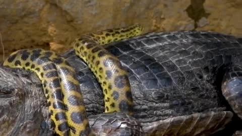 Snake trying to swallow crocodile