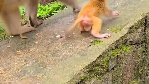 Baby monkeys walk by themselves