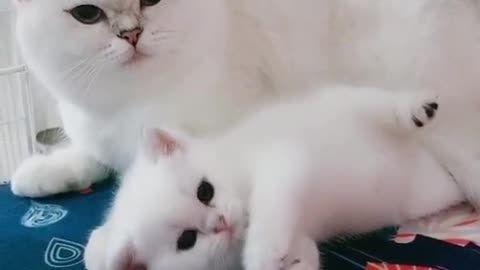 Cute Cats - Mother and Cub