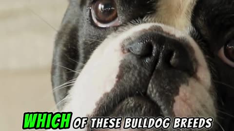 Key Differences Between English Bulldog and French Bulldog: Which Is Right for You?