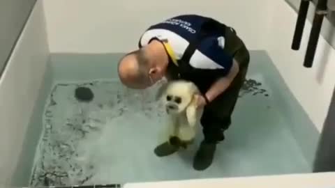 Baby seal learning to swim 👍
