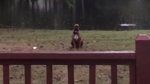 Depressed dog sits alone in the rain