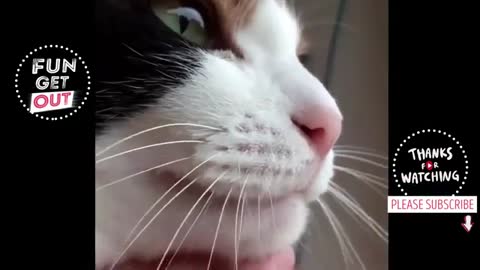 Funny compilation of the cats being funny