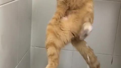 see the cat trying to bathe