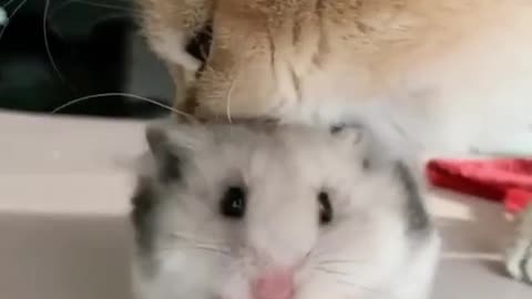 cat vs rat funny !