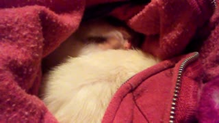 Cute Ferrets, Twiggy cleaning her face after waking up