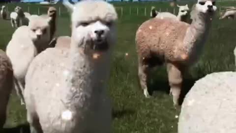 Even if you become an alpaca, I can recognize you at a glance in the alpaca herd
