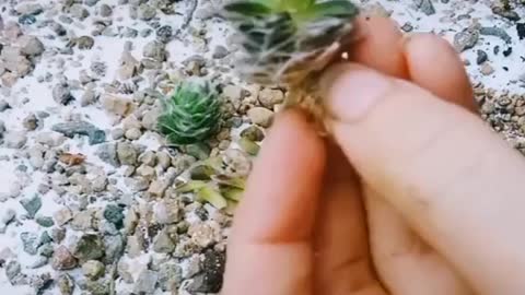 How to Reproduce your Succulents!