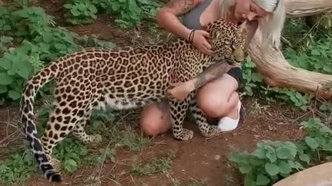Leopard cuddles and kisses