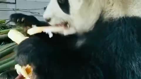 Panda eating bamboo shoots and skinning them