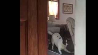 Cat practices attacking dog