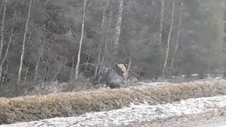 A Bear Hunts a Moose