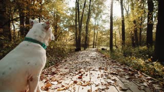 Anti Anxiety Music for Dogs - Cure Separation Anxiety with Dog Music!