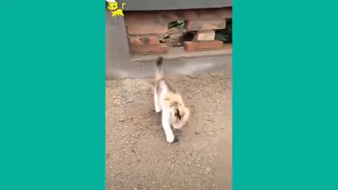 Funny Cat and Dog Videos Compilation