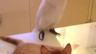 Funny Animal Videos