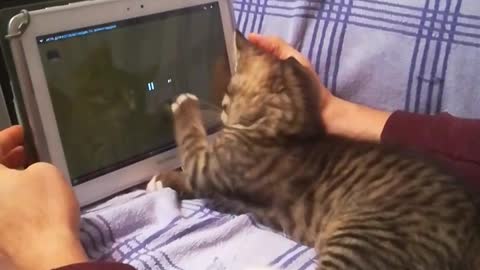 a little kitten is playing video game