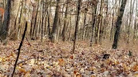 Two turkeys enjoying a morning walk