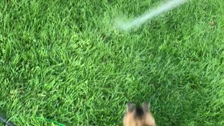 Cat Has Fun With Hose