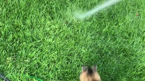 Cat Has Fun With Hose