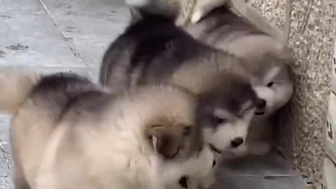 Adorable, cute Alaskan dogs #99