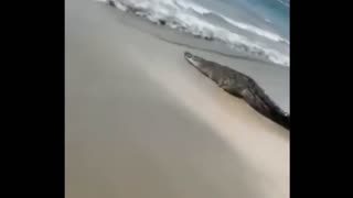 CROCODILE ON THE BEACH IN MEXICO 😱😱😱